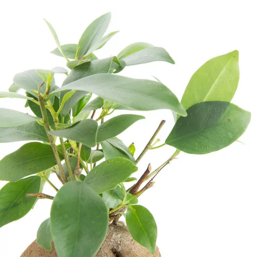 FICUS microcarpa D09 P X18 Ginseng