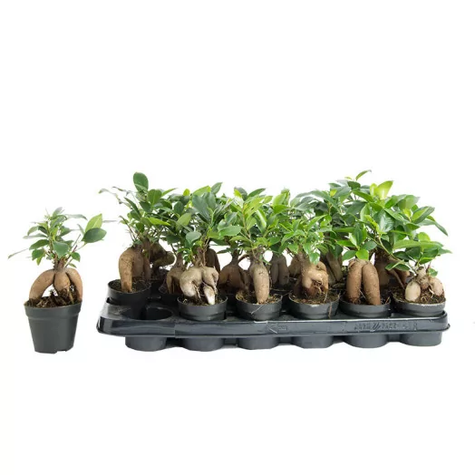 FICUS microcarpa D09 P X18 Ginseng