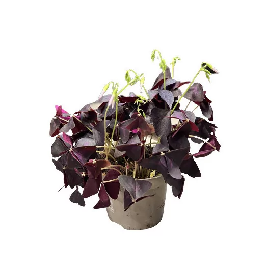OXALIS triangularis D12 P x6