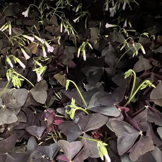 OXALIS triangularis D12 P x6