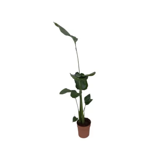 STRELITZIA nicolai D21 140-160CM