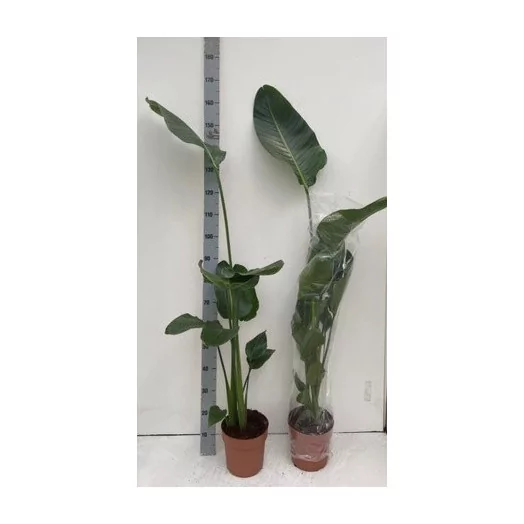 STRELITZIA nicolai D21 140-160CM