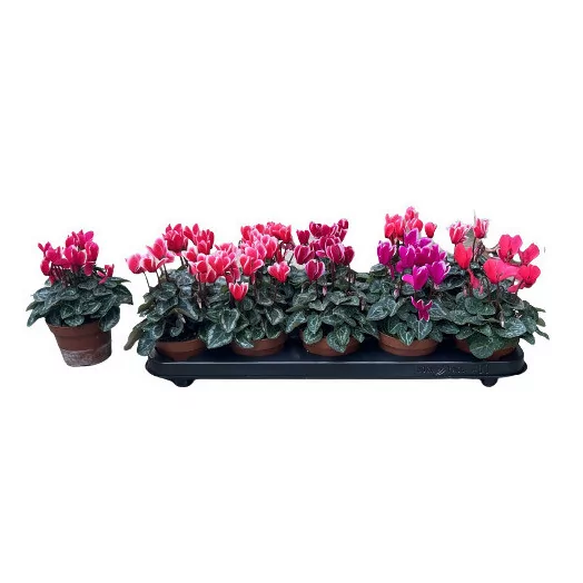 CYCLAMEN persicum D10.5 X8 Super serie compact