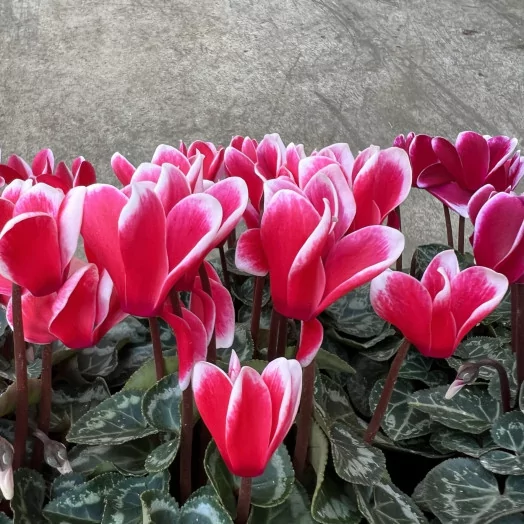 CYCLAMEN persicum D10.5 X8 Super serie compact