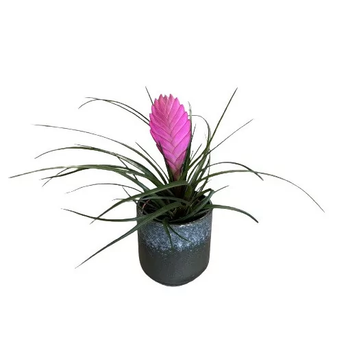 TILLANDSIA cyanea D10C P X8 Anita