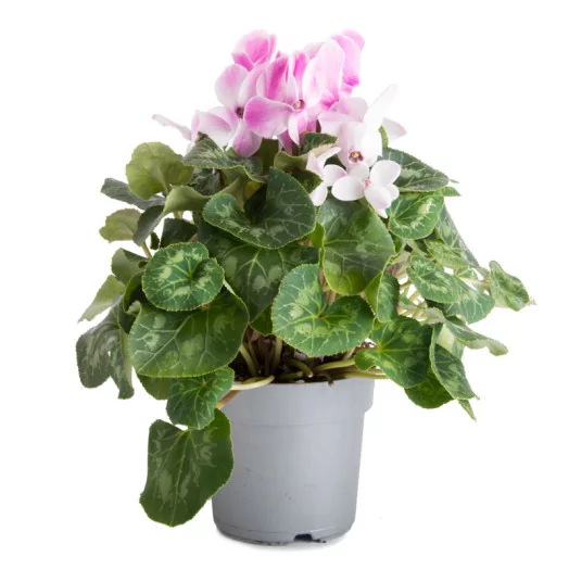 CYCLAMEN persicum D17 P x3 Mammoth MIX
