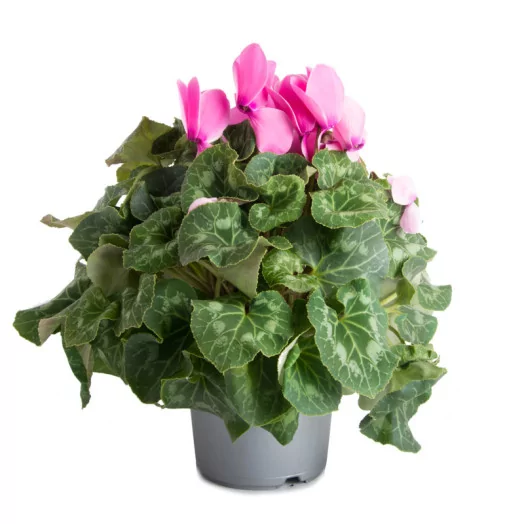 CYCLAMEN persicum D17 P x3 Mammoth MIX