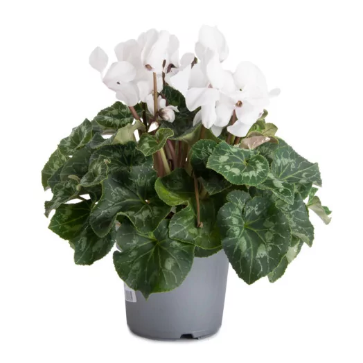CYCLAMEN persicum D17 P x3 Mammoth MIX
