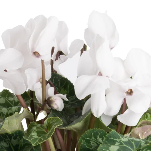 CYCLAMEN persicum D17 P x3 Mammoth MIX