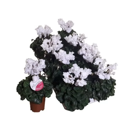 CYCLAMEN persicum D10.5 X8 Super Serie Merengue