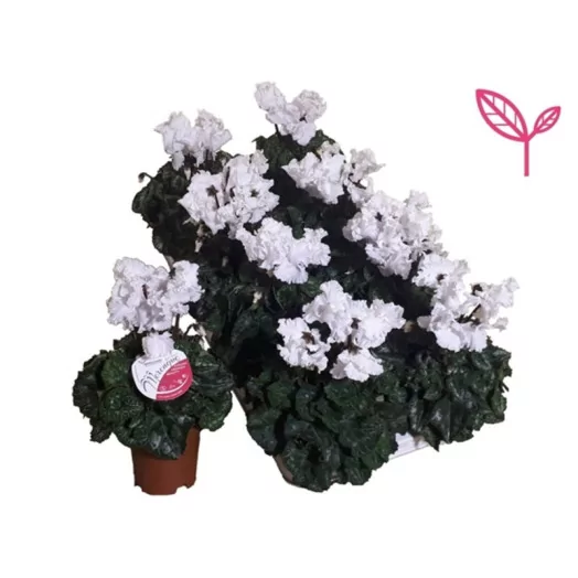 CYCLAMEN persicum D10.5 X8 Super Serie Merengue