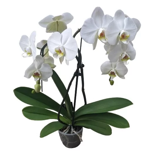 PHALAENOPSIS hybride D12 2BR P X5 Umbrella Leeds Double