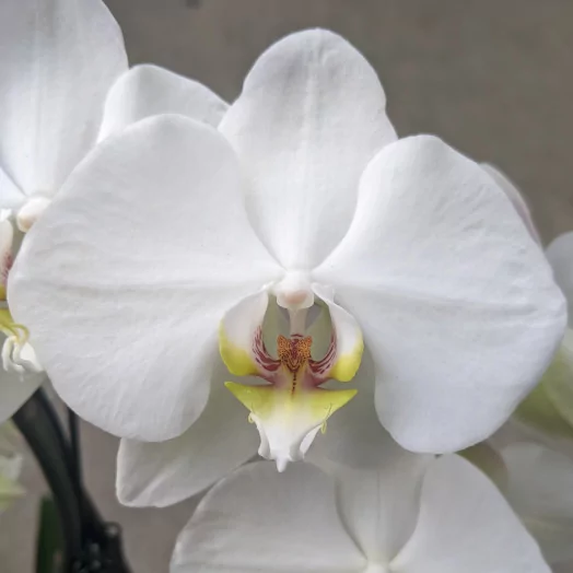 PHALAENOPSIS hybride D12 2BR P X5 Umbrella Leeds Double