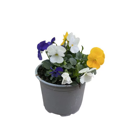 VIOLA cornuta D12X8 MIX