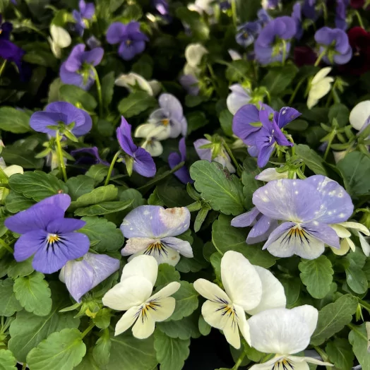 VIOLA cornuta D12X8 MIX
