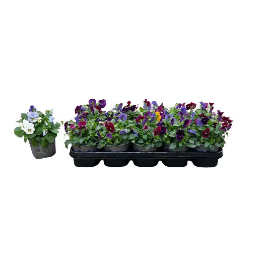 VIOLA cornuta D12X8 MIX