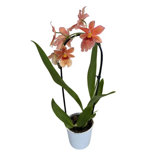ORCHIDEE hybride D09 P X11 Inca Luxury Cover
