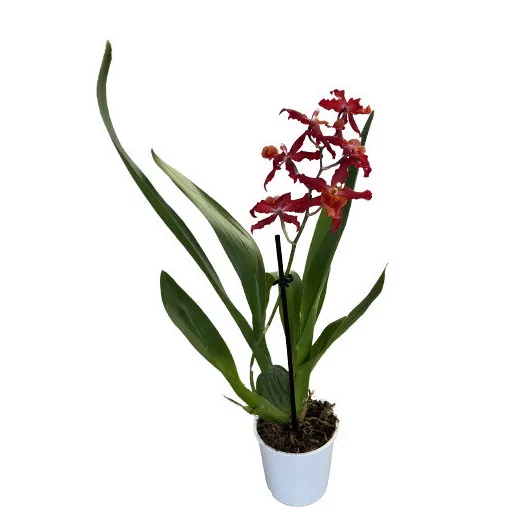 ORCHIDEE hybride D09 P X11 Inca Luxury Cover