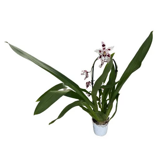 ORCHIDEE hybride D09 P X11 Inca Luxury Cover