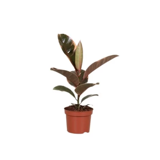 FICUS elastica D12 X10 Belize