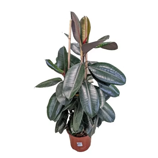 FICUS elastica D25 3PP Robusta Abidjan 150CM