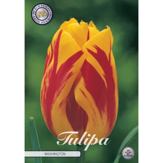 BULBE TULIPA TRIUMPH 12+ SACHET DE 25 Washington