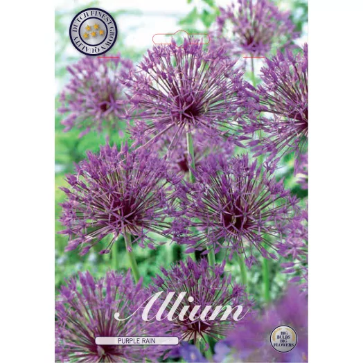 BULBE ALLIUM x 12-14 SACHET DE 25 Purple Rain