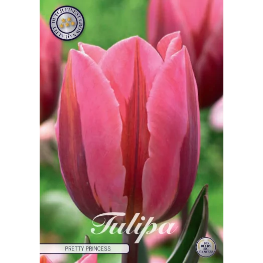 BULBE TULIPA TRIUMPH 12+ SACHET DE 25 Pretty Princess