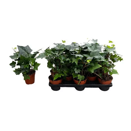 HEDERA helix D12 x10 Montgomery
