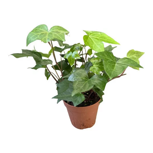 HEDERA helix D12 x10 Montgomery