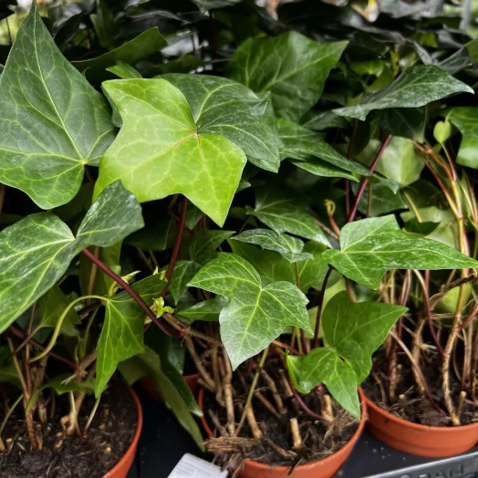 HEDERA helix D12 x10 Montgomery
