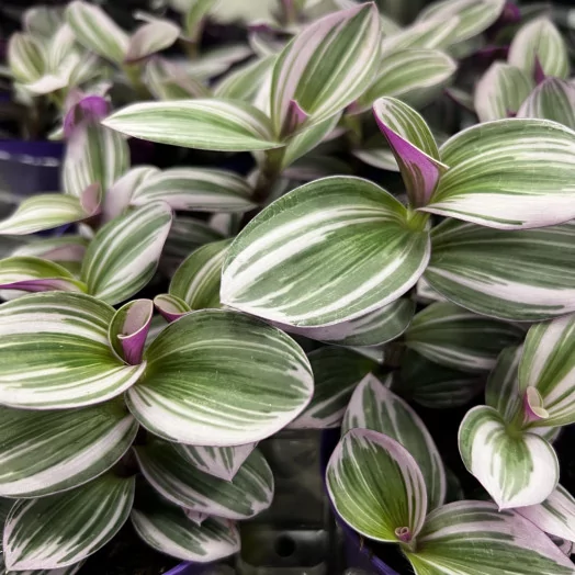TRADESCANTIA albiflora D07 P X12 Nanouk