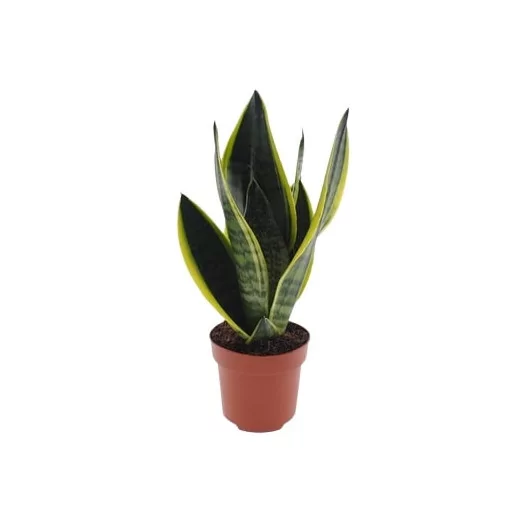 SANSEVIERIA trifasciata D12 P X6 Futura Superba