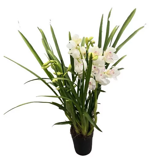 CYMBIDIUM hybride D14 4BR P X7 MIX