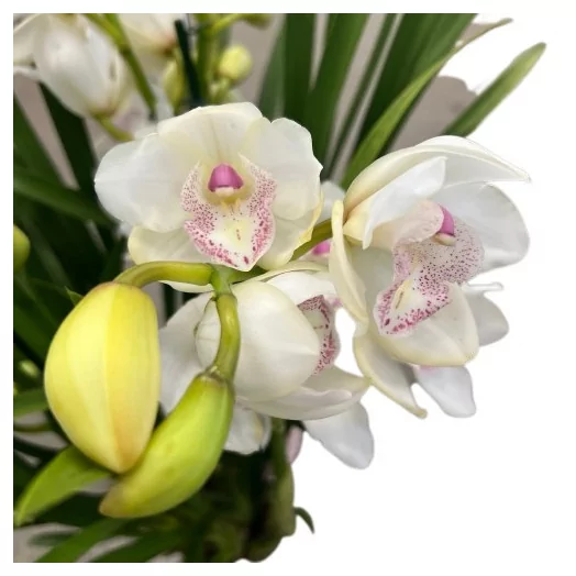 CYMBIDIUM hybride D14 4BR P X7 MIX