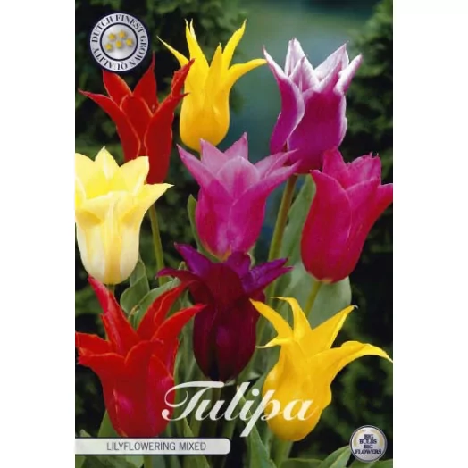 BULBE TULIPA 12+ SACHET DE 25 Lilyflowering MIX