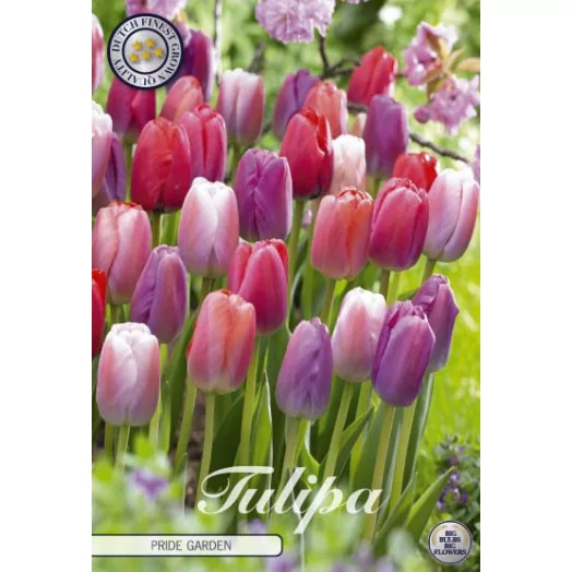 BULBE TULIPA 12+ SACHET DE 25 Garden Pride