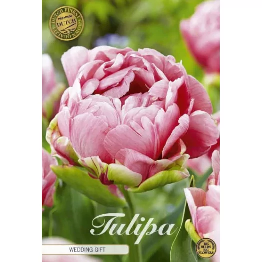 BULBE TULIPA x 12+ SACHET DE 25 Wedding Gift