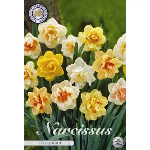 BULBE NARCISSUS 14-16 SACHET DE 15 DOUBLE MIX