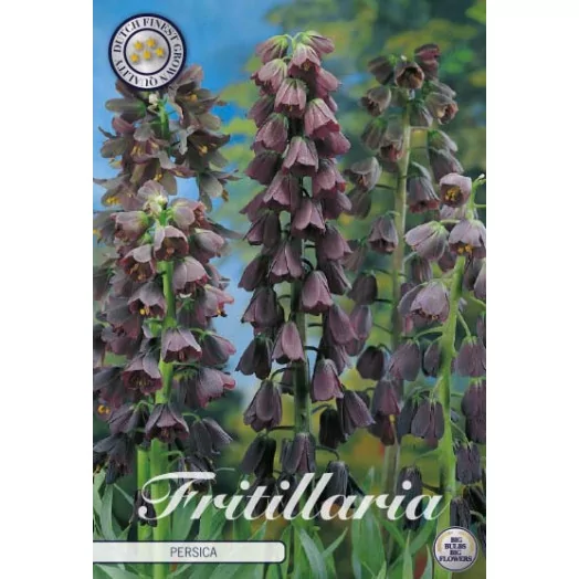 BULBE FRITILLARIA x 24-26 SACHET DE 5 Persica