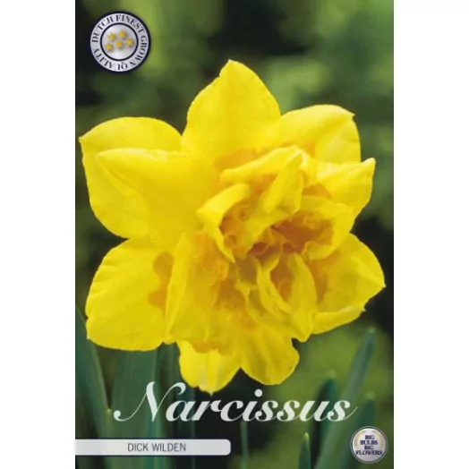 BULBE NARCISSUS x 14-16 SACHET DE 15 Dick Wilden