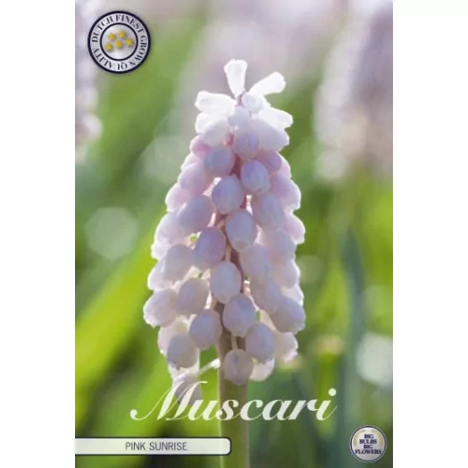 BULBE MUSCARI x 5-6 SACHET DE 25 Pink Sunrise