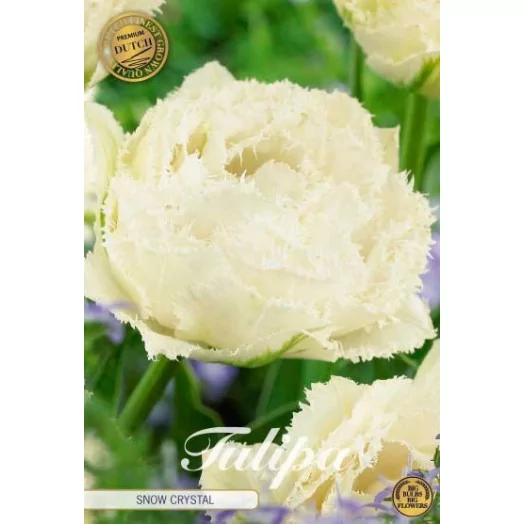 BULBE TULIPA x 12+ SACHET DE 25 Snow Crystal