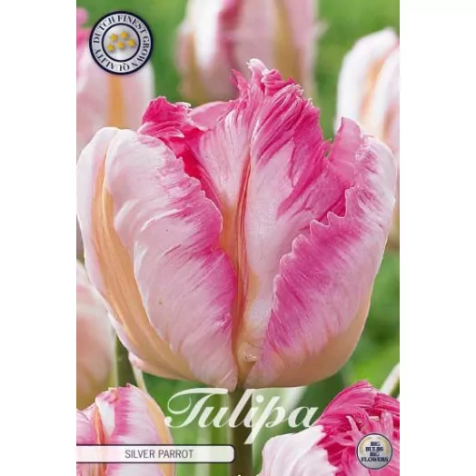 BULBE TULIPA PARROT 12+ SACHET DE 25 Silver Parrot