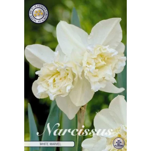 BULBE NARCISSUS x 14-16 SACHET DE 15 Double White Marv