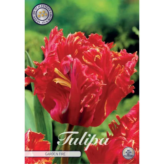 BULBE TULIPA PARROT 12+ SACHET DE 25 Garden Fire