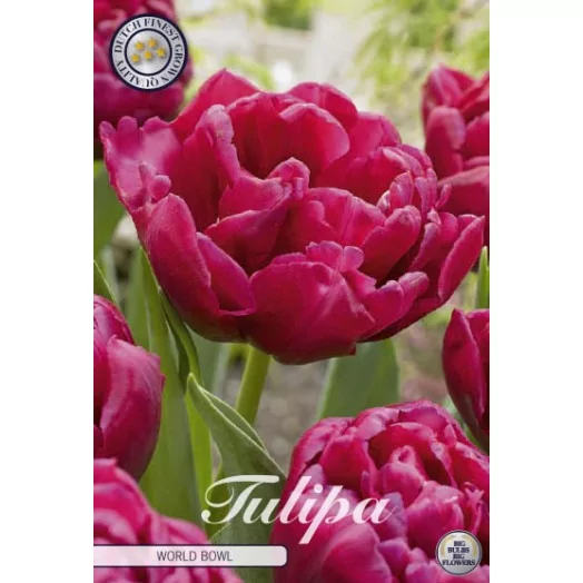 BULBE TULIPA x 12+ SACHET DE 25 Late World Bowl