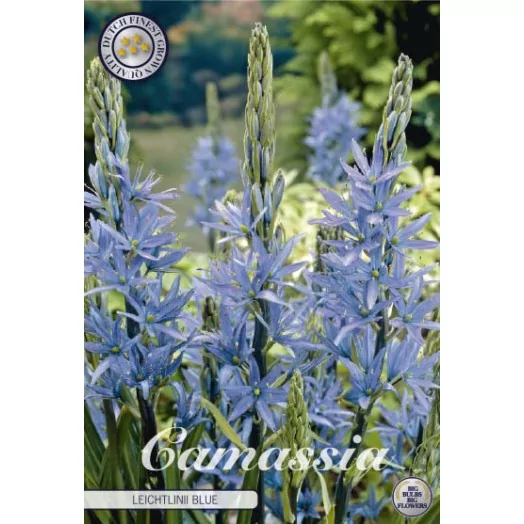 BULBE CAMASSIA caerulea 14-16 SACHET DE 10 Leichtlinii Blue