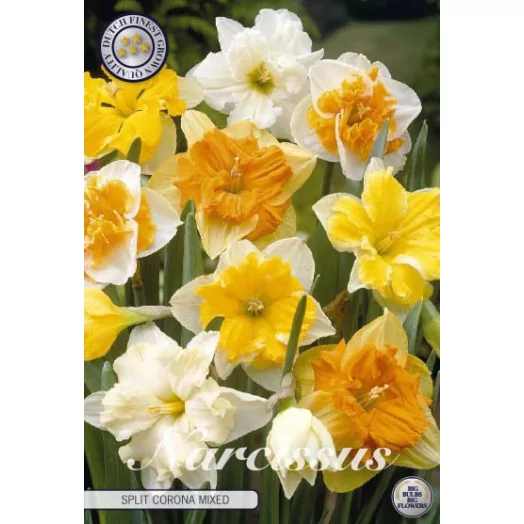 BULBE NARCISSUS x 14-16 SACHET DE 15 Splitcrown MIX
