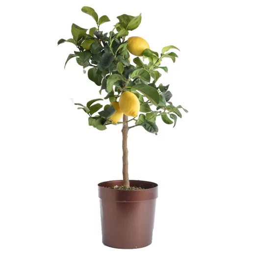 CITRUS limonia D20 DEMI-TIGE Citronnier 80-90CM